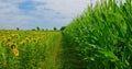 Farmland. Bright sunflower and corn fields, beautiful yellow flowers. Agricultural crop. Scenic green landscape, warm Royalty Free Stock Photo