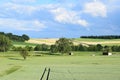 farmland, buffalo herd and evening light Royalty Free Stock Photo