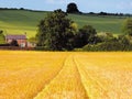 Farmland with cereal crops Royalty Free Stock Photo