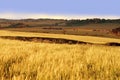 Farmland with cereal crops Royalty Free Stock Photo