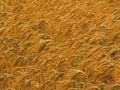 Farmland with cereal crops Royalty Free Stock Photo