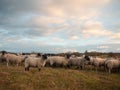 Farmland close up white sheep farm grass grazing standing animal