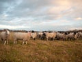 Farmland close up white sheep farm grass grazing standing animal