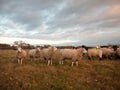 Farmland close up white sheep farm grass grazing standing animal