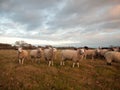 Farmland close up white sheep farm grass grazing standing animal