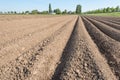 Farmland with converging potato ridges