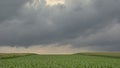 Corn fields under dark clouds in the Flemish countryside