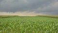 Corn fields under dark clouds in the Flemish countryside
