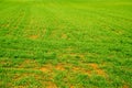 Farmland covered by green grass in spring, focus on the plants in the front of the image. Royalty Free Stock Photo