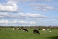 Farmland With Cows At Abcoude The Netherlands 12-10-2020 Royalty Free Stock Photo
