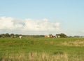 Farmland with cows in Netherlands Royalty Free Stock Photo