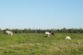 Farmland with cows in Netherlands Royalty Free Stock Photo