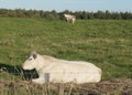 Farmland with cows in Netherlands Royalty Free Stock Photo