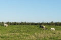 Farmland with cows in Netherlands Royalty Free Stock Photo