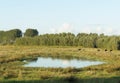 Farmland with cows in Netherlands Royalty Free Stock Photo