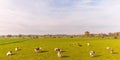 Farmland with cows in the province of Gelderland