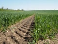 Field of crops growing in farmland