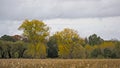 Farmland in fall after harvest and colorful trees in the Flemish countryside Royalty Free Stock Photo