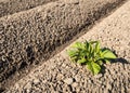 Farmland with the first potato plant of the new season Royalty Free Stock Photo