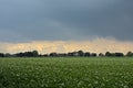 Potato field with trees in the dstance under dark clouds in the Flemish countryside