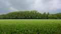 Potato field with trees in the distance under dark clouds in the Flemish countryside