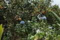 Farmland in the foreground lush blue hydrangeas in the background tangerine tree