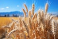 Farmland. Golden wheat field under blue sky