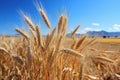 Farmland. Golden wheat field under blue sky
