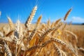 Farmland. Golden wheat field under blue sky