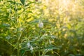 Farmland in the growth of sesame on tree in sesame plants