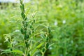 Farmland in the growth of sesame on tree in sesame plants