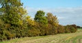 Farmland hedge in autumn Royalty Free Stock Photo