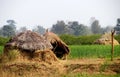Farmland and huts in satpura Royalty Free Stock Photo