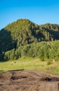 Farmland landscape with yellow dry haystacks on green grass during harvest. Agriculture Royalty Free Stock Photo