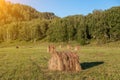 Farmland landscape with yellow dry haystacks on green grass during harvest. Agriculture Royalty Free Stock Photo