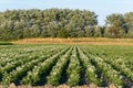 Rows of potato plants solanum tuberosum growing on farmland in the summer Royalty Free Stock Photo