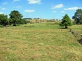 Farmland with meadow, fence, trees, hills and cows in summer in Waikato, New Zealand Royalty Free Stock Photo