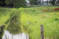 Farmland and meadows in the Zuidplaspolder at Nieuwerkerk aan den IJssel, one of the lowest parts of europ with 21 ft below sea le