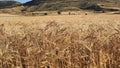 Farmland near Athienou