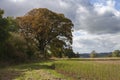 Farmland near Guiting Power, Cotswolds, England