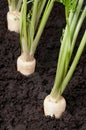 Farmland with parsley root