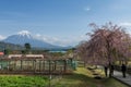 Farmland and pink cherry or sakura tree with mount Fuji