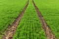 Farmland, plowed field at spring, landscape, agricultural, fields