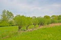 Meadow with ditch, pollard willow trees and reed  Flemish countryside Royalty Free Stock Photo