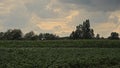 Potato and corn fields under dark clouds in the Flemish countryside