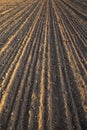 Farmland, recently plowed and prepared for sowing the land at sunset Royalty Free Stock Photo