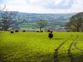 Farmland with Sheep on the edge ofBurnley Lancashire