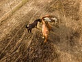 Aerial view from the drone of farm horses grazing and walking on a summer day Royalty Free Stock Photo