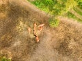 Farmland with a small group of horses grazing on a summer day. Aerial view from the drone Royalty Free Stock Photo