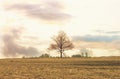 Farmland in spring evening and a big tree without leaf Royalty Free Stock Photo